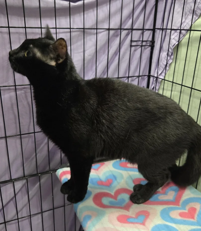 Figaro thumbnail 3