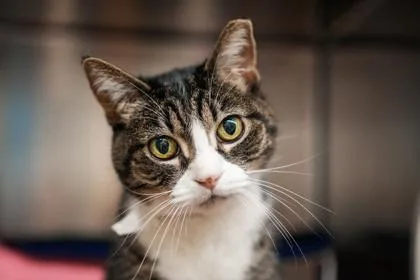 An adult small-sized female Domestic Short Hair cat named Mittens for adoption in Golden Valley, MN
