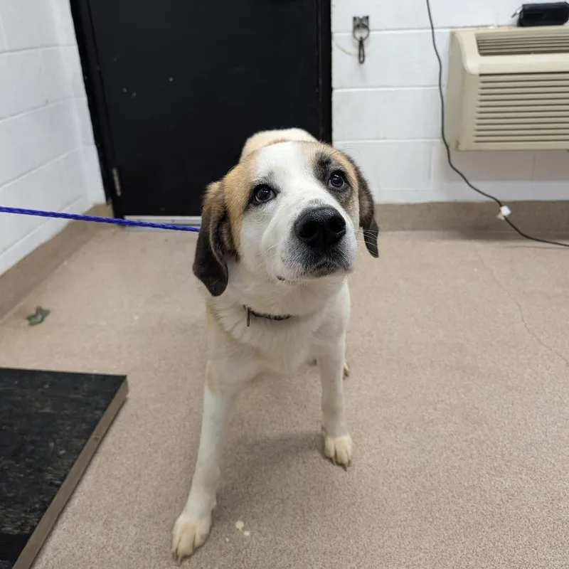 An adult large-sized male Red / Chestnut / Orange Great Pyrenees dog named Keanu Reeves for adoption in Ardmore, OK