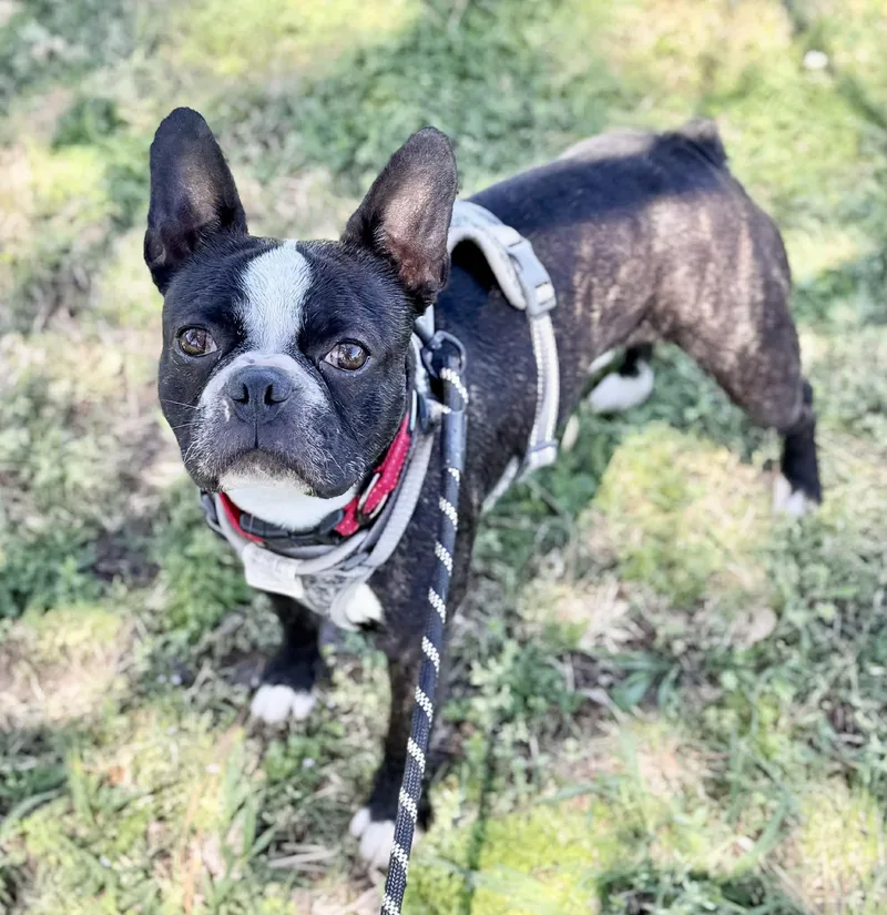 An adult medium-sized male Boston Terrier dog named Spruce Goose for adoption in Muskogee, OK