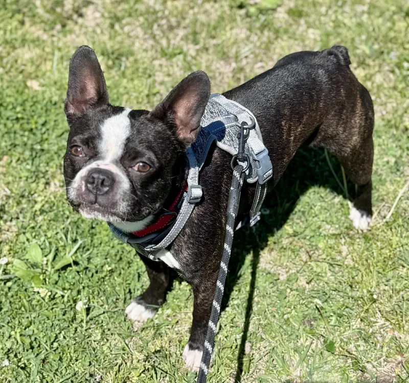 Spruce Goose thumbnail 2