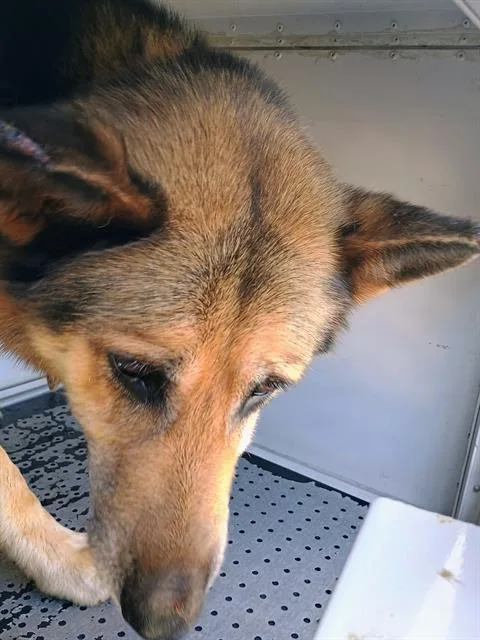 An adult large-sized male German Shepherd Dog dog named Karlo for adoption in Charlotte, NC