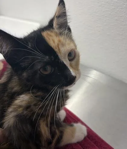 A baby small-sized female Domestic Short Hair cat named Sam for adoption in West Chester, PA