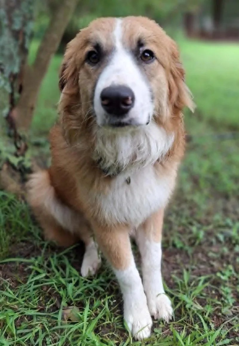 A baby medium-sized female Brown / Chocolate Australian Shepherd dog named Tennessee for adoption in Kiowa, OK