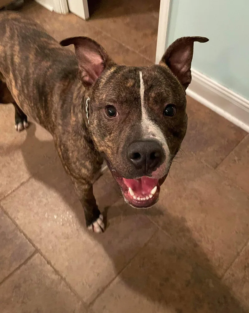 A young medium-sized male Terrier dog named Alvin for adoption in Columbus, IN