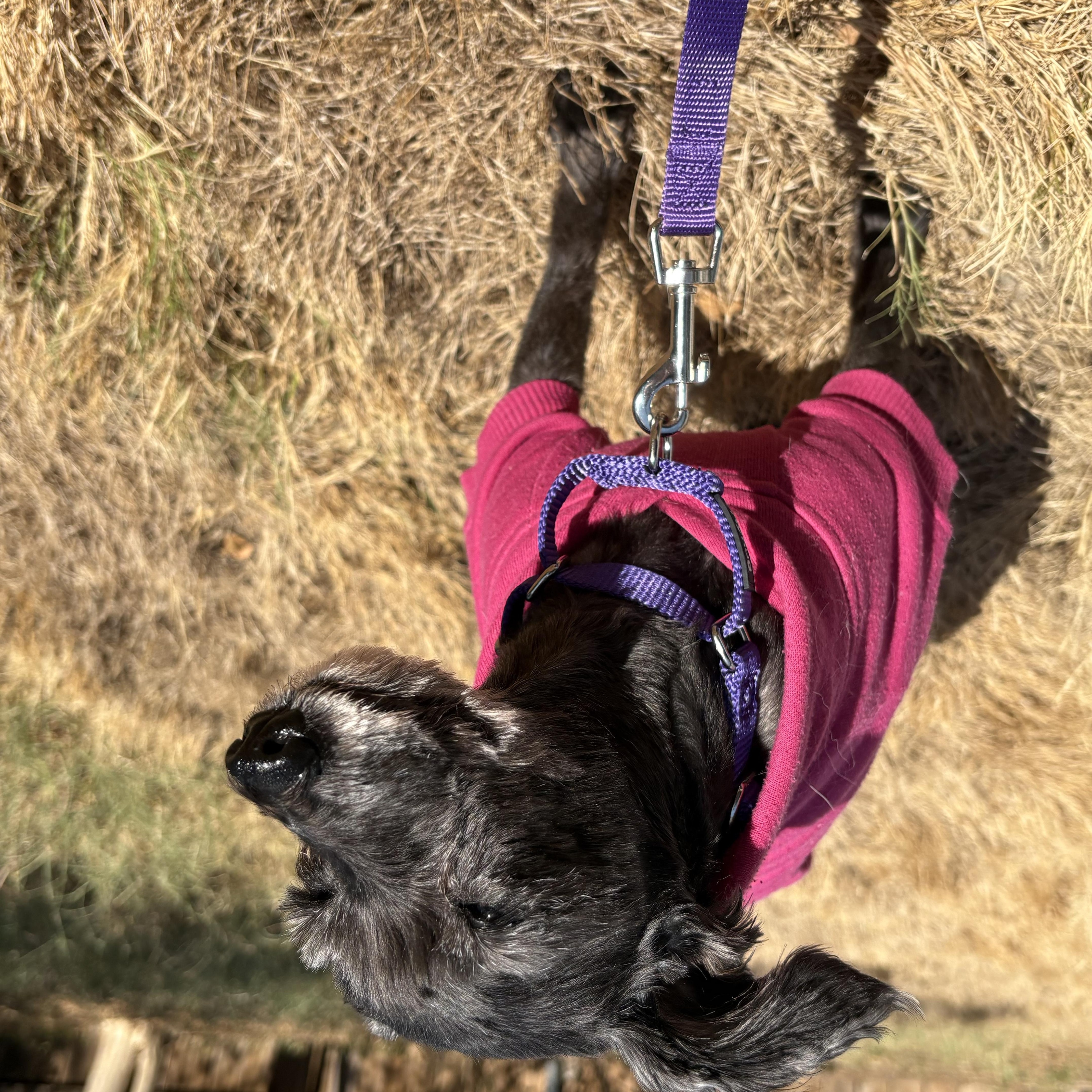 An adult small-sized female Schnauzer dog named Sue for adoption in Pflugerville, TX
