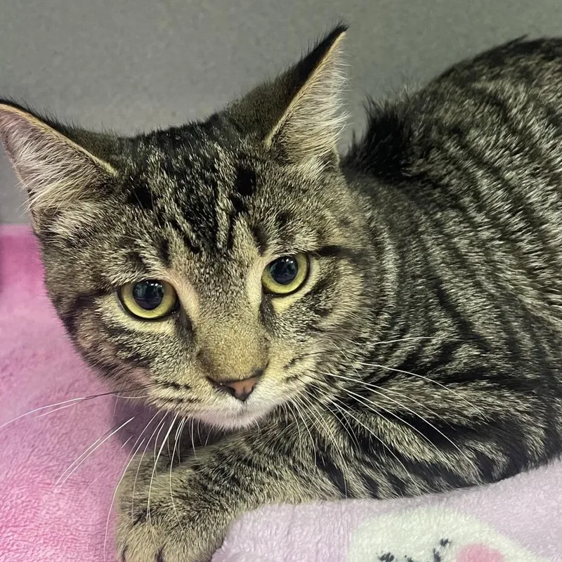 A baby small-sized male Brown / Chocolate Domestic Short Hair cat named Pail for adoption in Newark, NJ