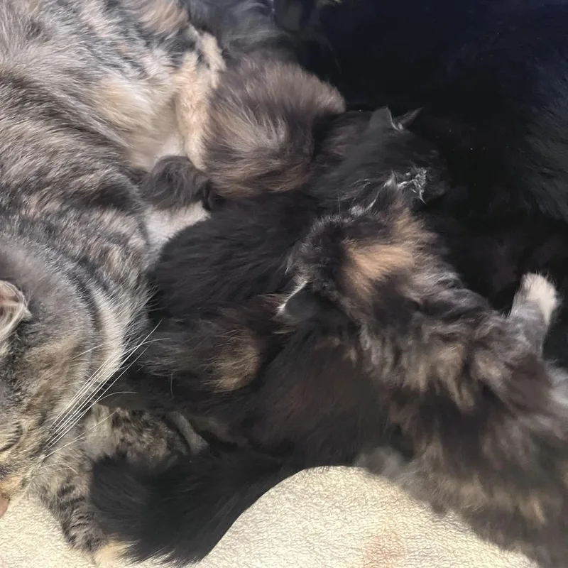 A baby small-sized female Black Domestic Short Hair cat named Roxie for adoption in Fairport, NY