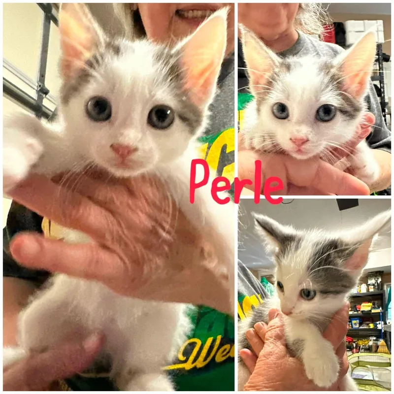 Perle thumbnail 4