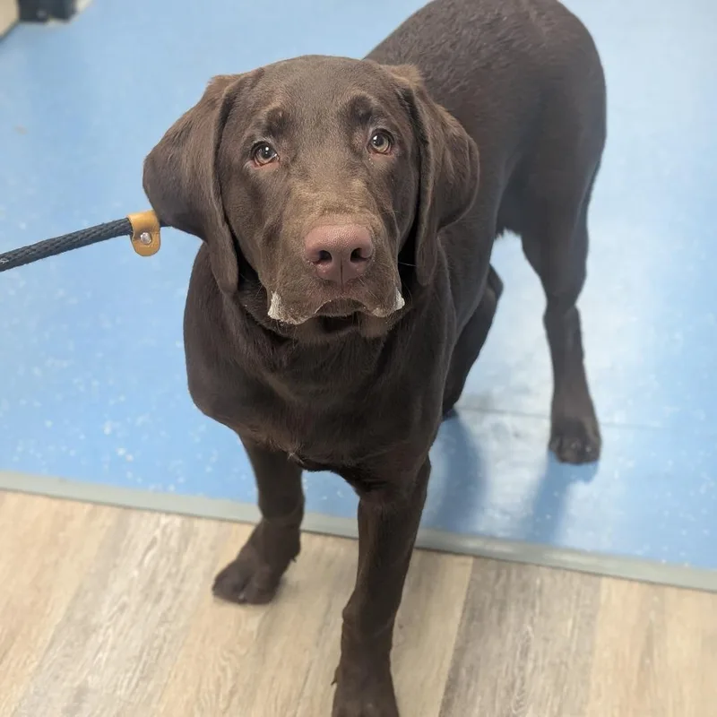 A baby large-sized male Chocolate Labrador Retriever dog named Rambo Ranger for adoption in Watertown, NY