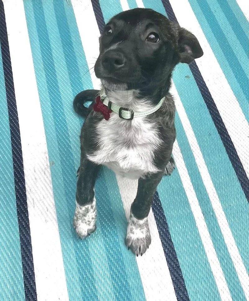 A baby medium-sized female Tricolor (Brown, Black, & White) Mountain Cur dog named Coco Preschool for adoption in Boston, MA