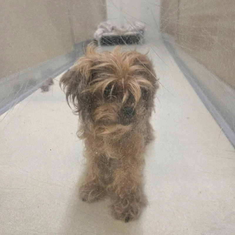 An adult small-sized female Yellow / Tan / Blond / Fawn Yorkie Poo dog named Rachel for adoption in Phoenixville, PA