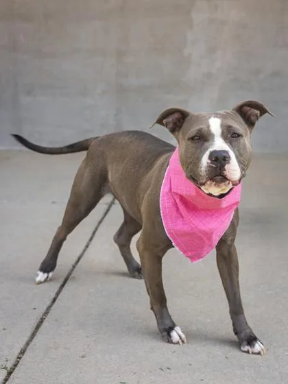An adult medium-sized female Mixed Breed dog named Lulu for adoption in Longmont, CO