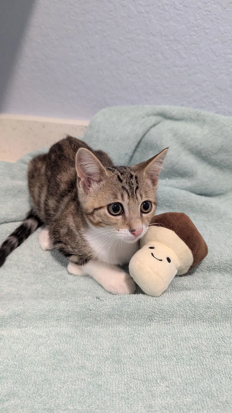 A young medium-sized female Domestic Short Hair cat named Bailey for adoption in Pensacola, FL