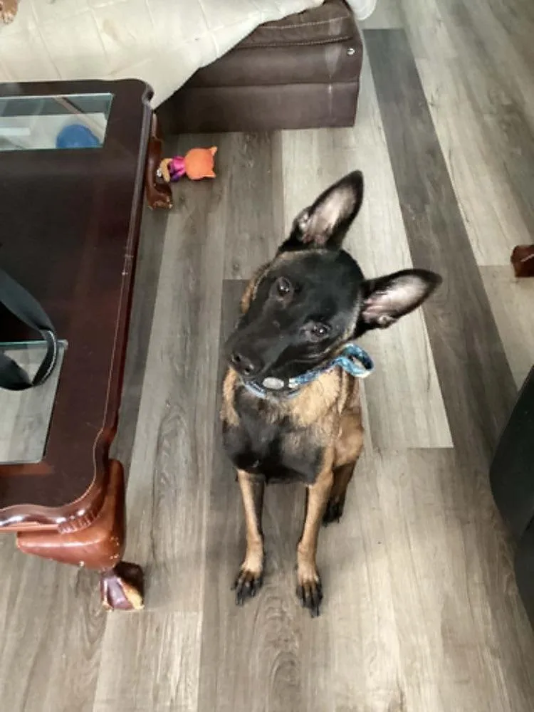 A young medium-sized female Tricolor (Brown, Black, & White) Belgian Shepherd / Malinois dog named Anthea  Located in for adoption in Imlay City, MI