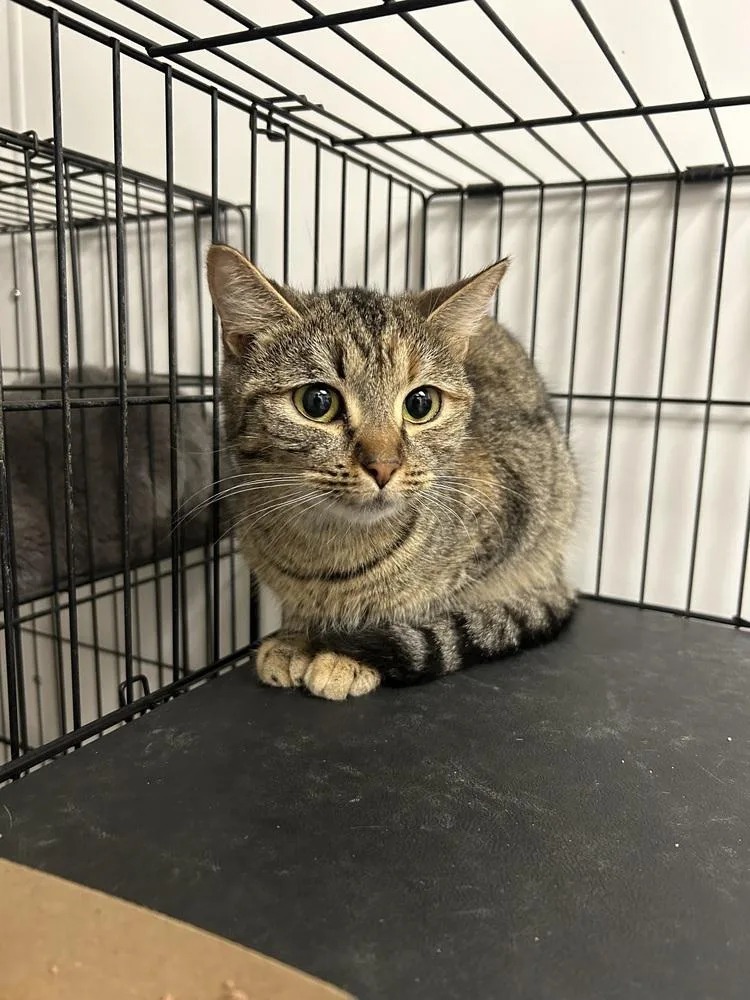 An adult medium-sized female Domestic Short Hair cat named Paige for adoption in Ontario, CA