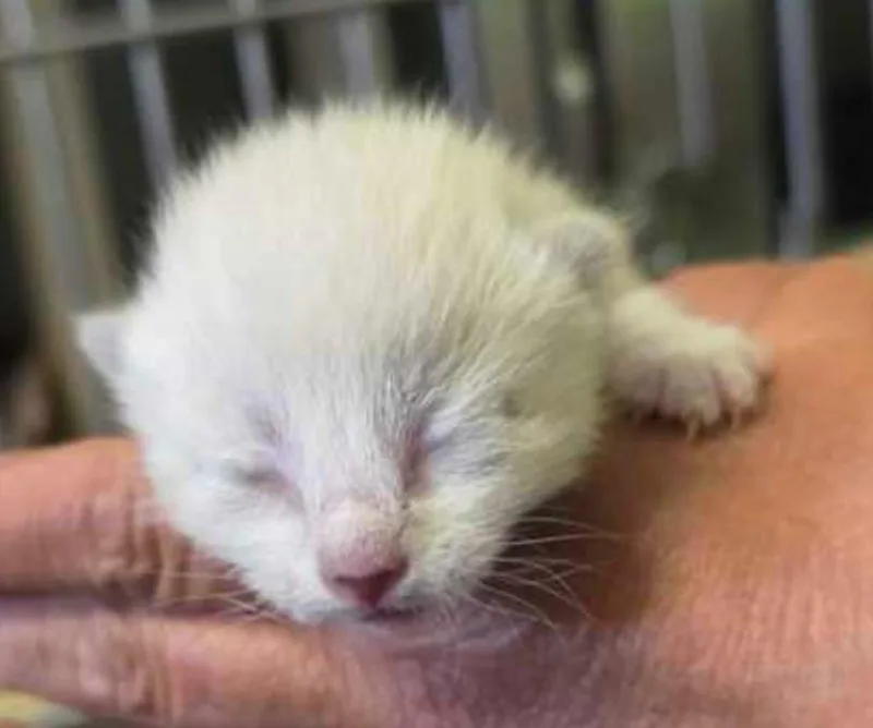 A baby small-sized female White Domestic Short Hair cat named Cougar for adoption in Marshall, NC