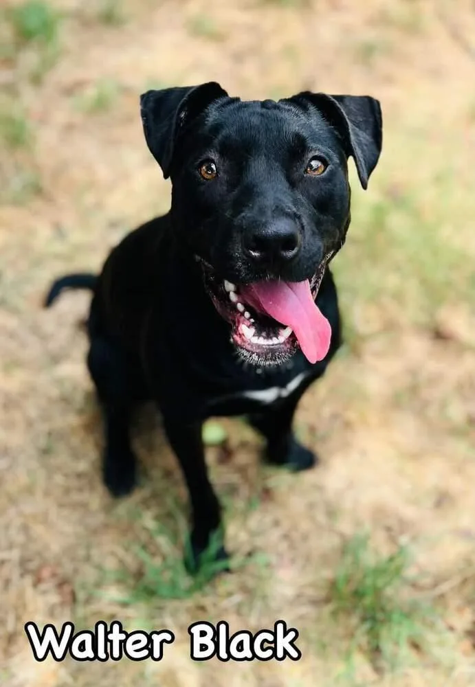 Walter Black thumbnail 2