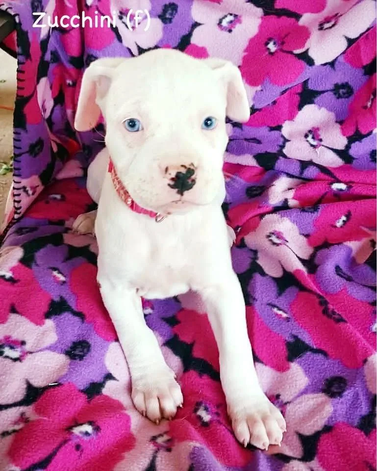 A baby large-sized female Boxer dog named Veg Litter  Zucchini for adoption in Monticello, NY