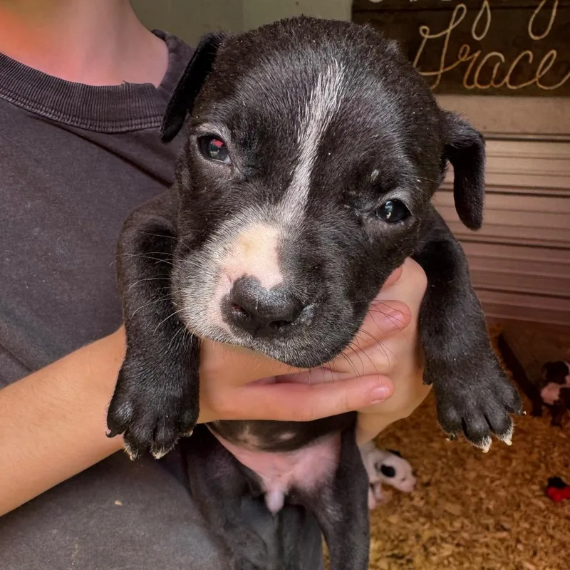 A baby medium-sized female Black Mixed Breed dog named Penny for adoption in Duck River, TN