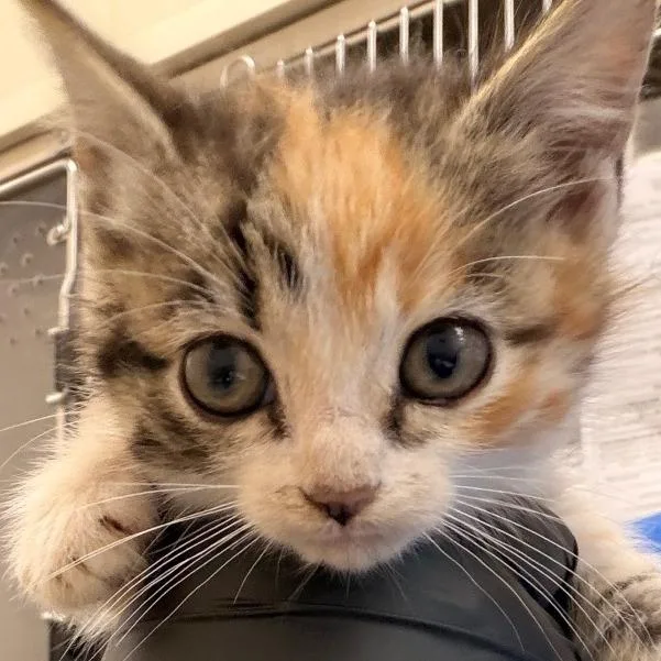 A baby small-sized female Calico Domestic Medium Hair cat named Sage for adoption in Chatham, VA