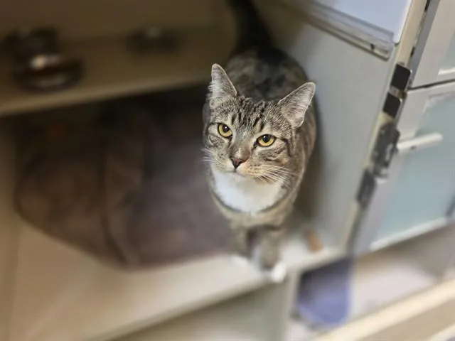 An adult small-sized female Domestic Short Hair cat named Missy Ann for adoption in Denver, CO