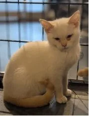A baby medium-sized female Domestic Short Hair cat named Rice for adoption in St. Cloud, MN