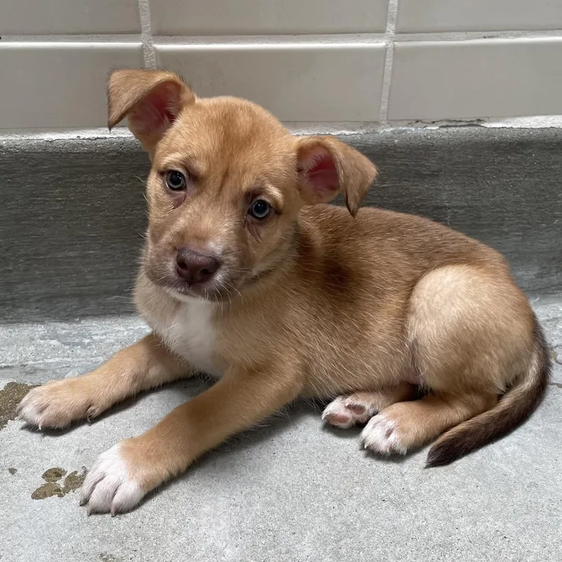 A baby small-sized female Yellow / Tan / Blond / Fawn Labrador Retriever dog named Volley for adoption in Hawthorne, CA
