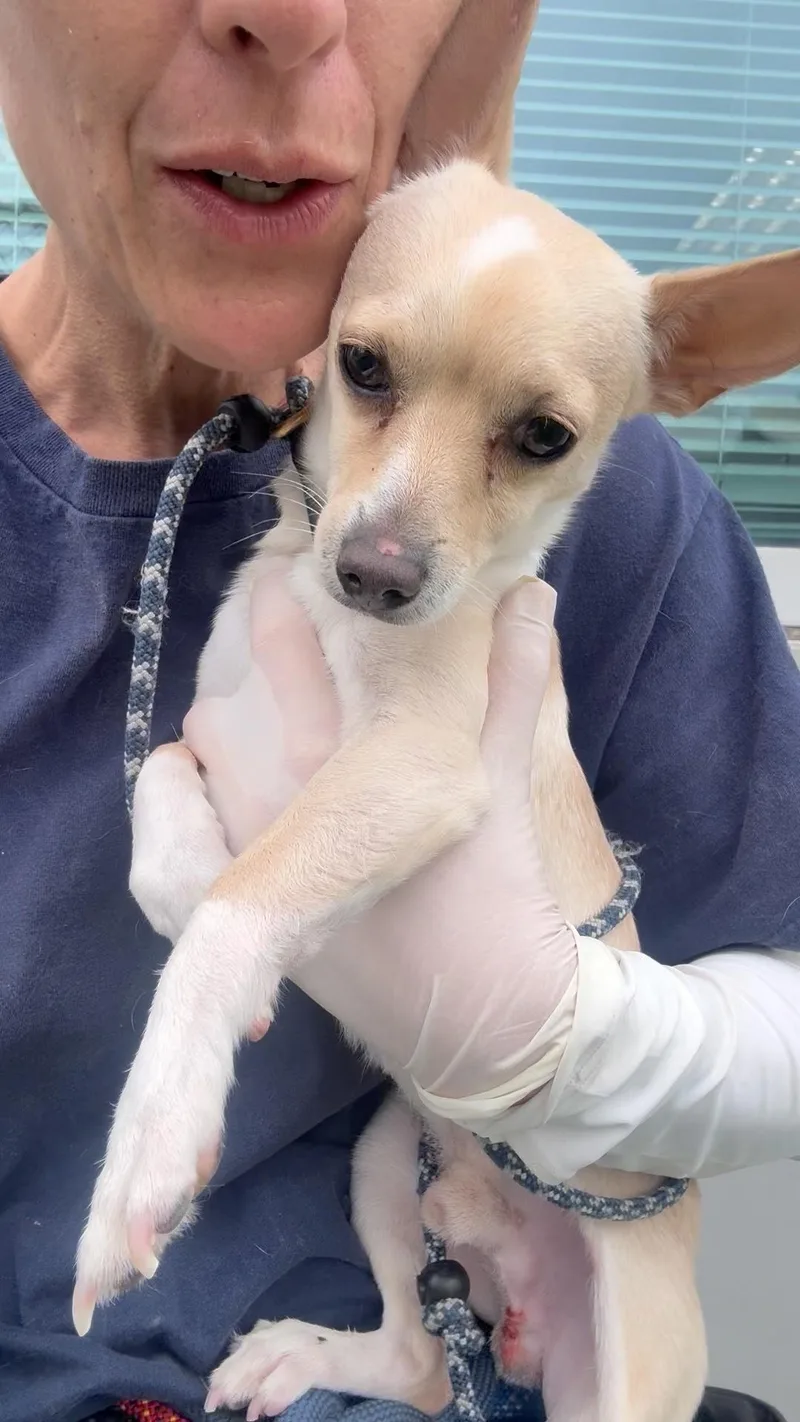 A young small-sized male Yellow / Tan / Blond / Fawn Chihuahua dog named King for adoption in Los Angeles, CA
