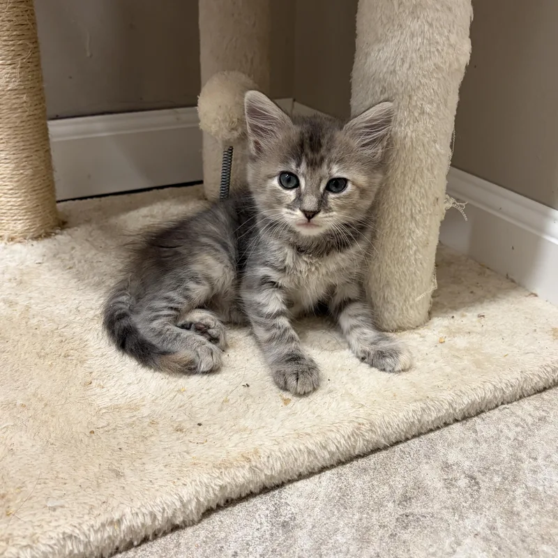 A baby medium-sized female Dilute Tortoiseshell Domestic Medium Hair cat named Locket for adoption in Moriches, NY