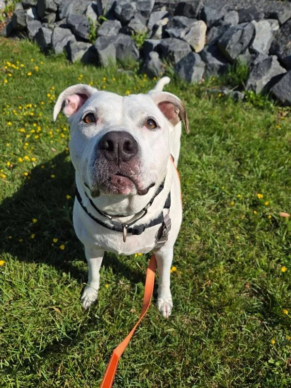 An adult large-sized male Pit Bull Terrier dog named Snowball for adoption in Millersville, MD