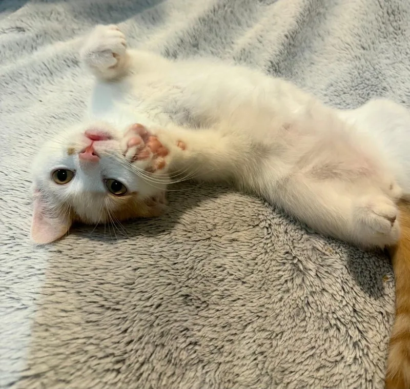 A baby medium-sized male Orange & White Domestic Short Hair cat named Mo for adoption in Lincoln, NE