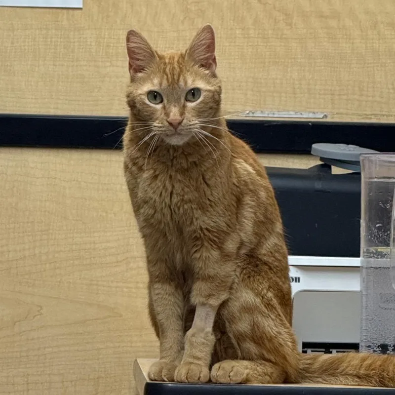 A senior medium-sized male Orange / Red Domestic Short Hair cat named Oliver James for adoption in Desert Hot Springs, CA