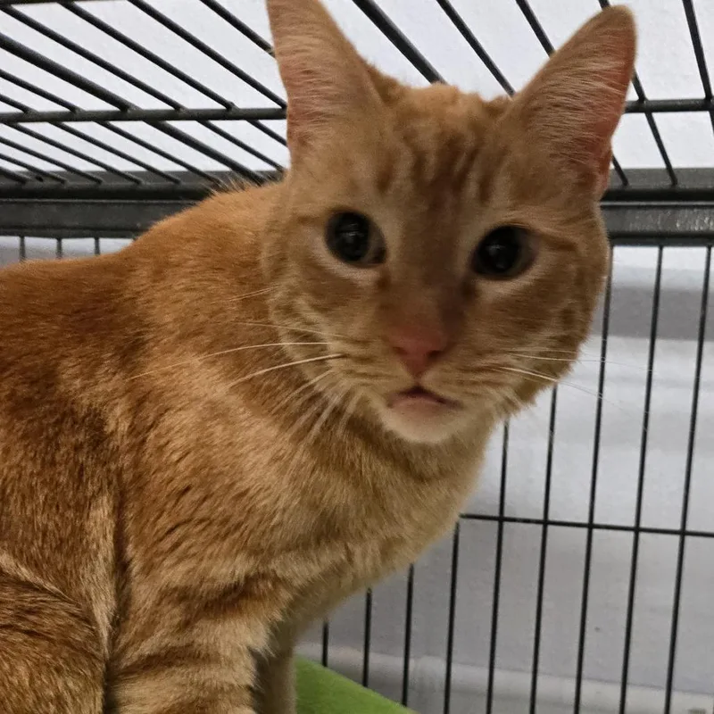 Oliver James thumbnail 2