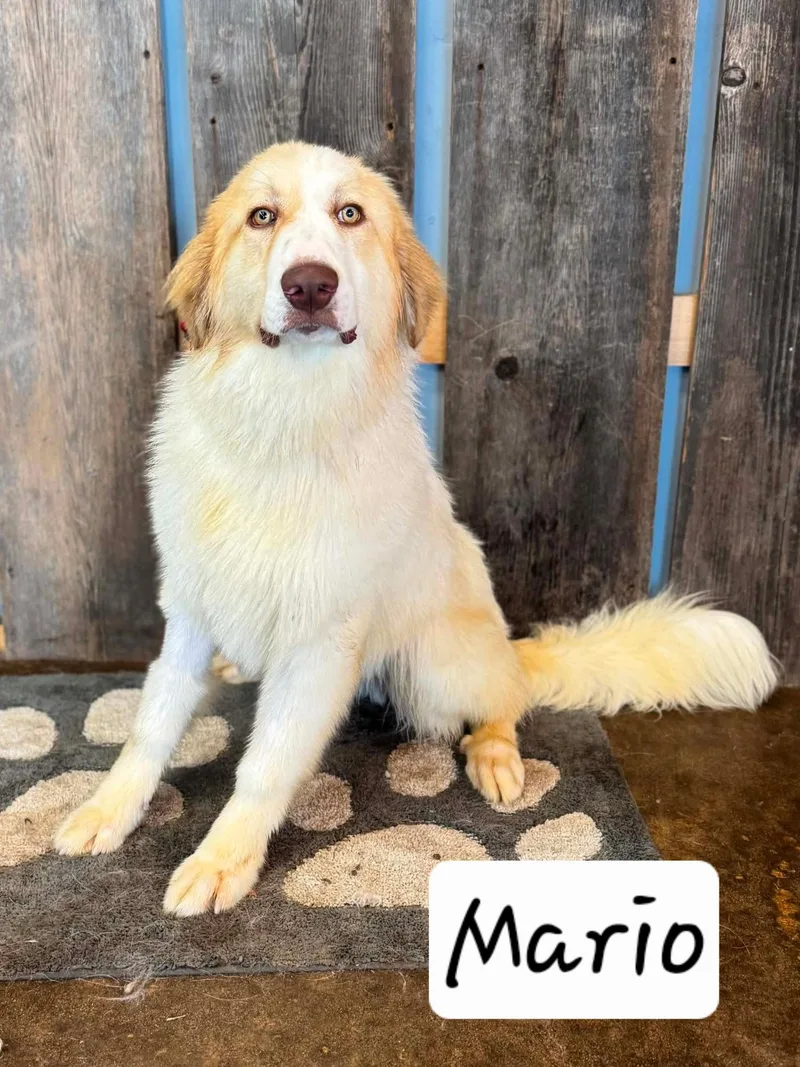 A young large-sized male Great Pyrenees dog named Mario for adoption in Milwaukee, WI