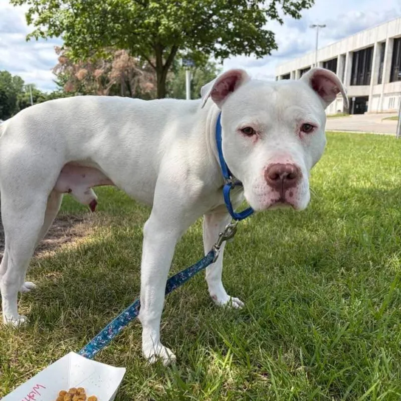 An adult medium-sized male White / Cream Mixed Breed dog named Wishbone for adoption in Dearborn, MI