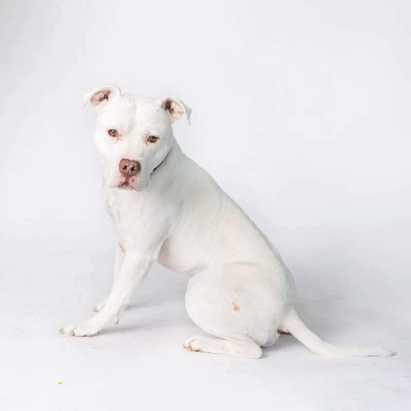 Wishbone thumbnail 2