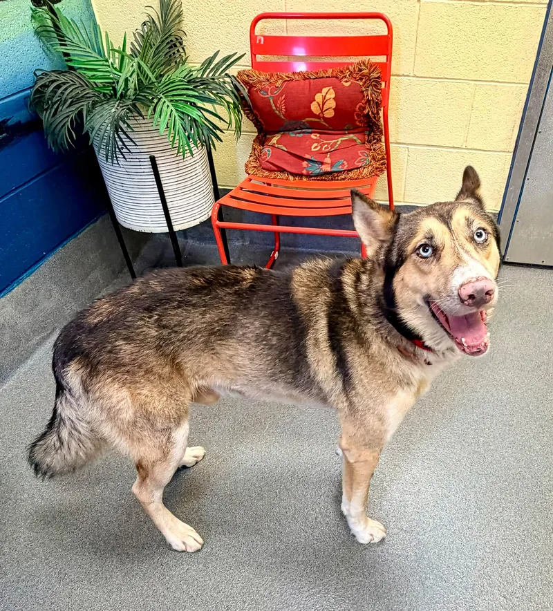 An adult medium-sized male Apricot / Beige Shepherd dog named Echo for adoption in Amherst, VA
