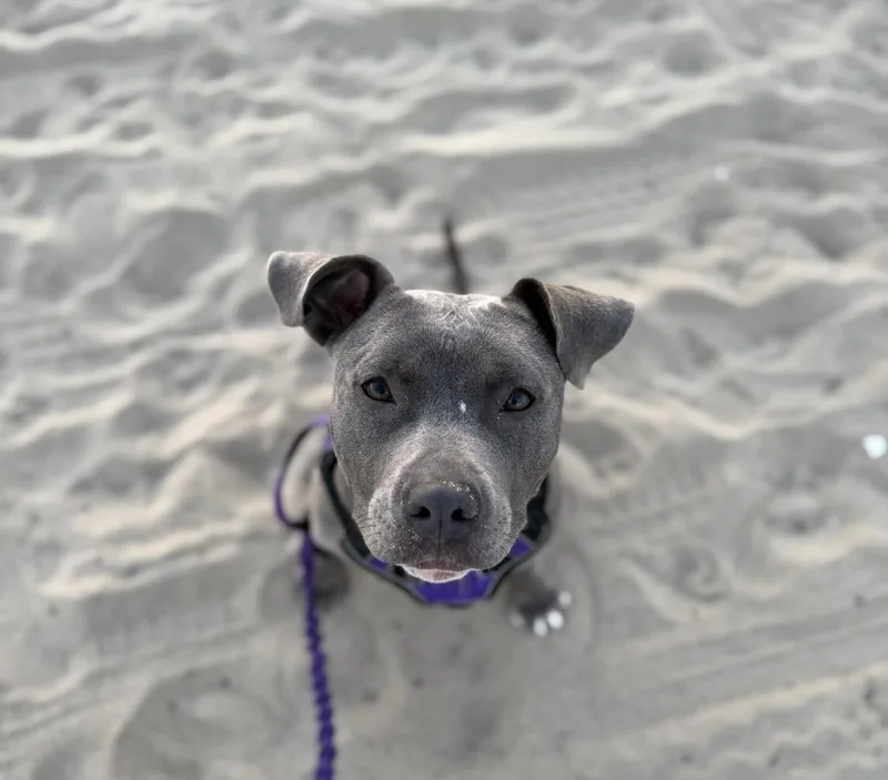 A young medium-sized female Gray / Blue / Silver Staffordshire Bull Terrier dog named Sia for adoption in Santa Monica, CA