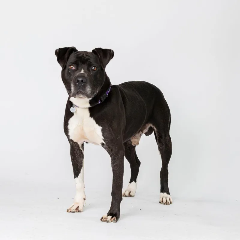 A senior large-sized male Black Mixed Breed dog named Quest for adoption in Dearborn, MI