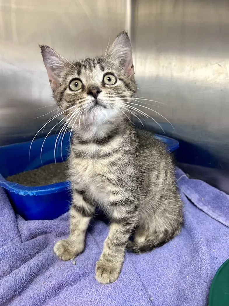 A baby medium-sized male Tabby (Brown / Chocolate) Domestic Short Hair cat named Teddy for adoption in Greensboro, NC