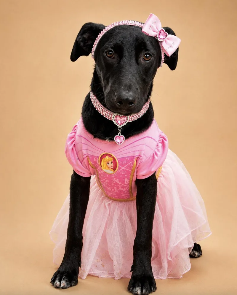 A baby medium-sized female Labrador Retriever dog named Yara for adoption in Allen, TX