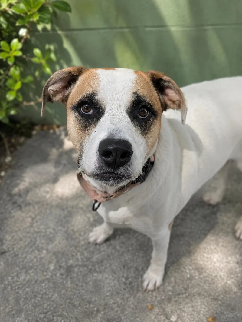 A young large-sized female Yellow / Tan / Blond / Fawn Labrador Retriever dog named Gypsy for adoption in Leesburg, AL