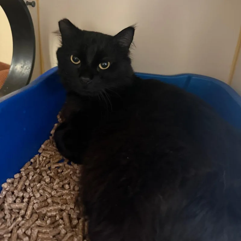 A young large-sized male Black Domestic Medium Hair cat named Zorro for adoption in Concord, NH