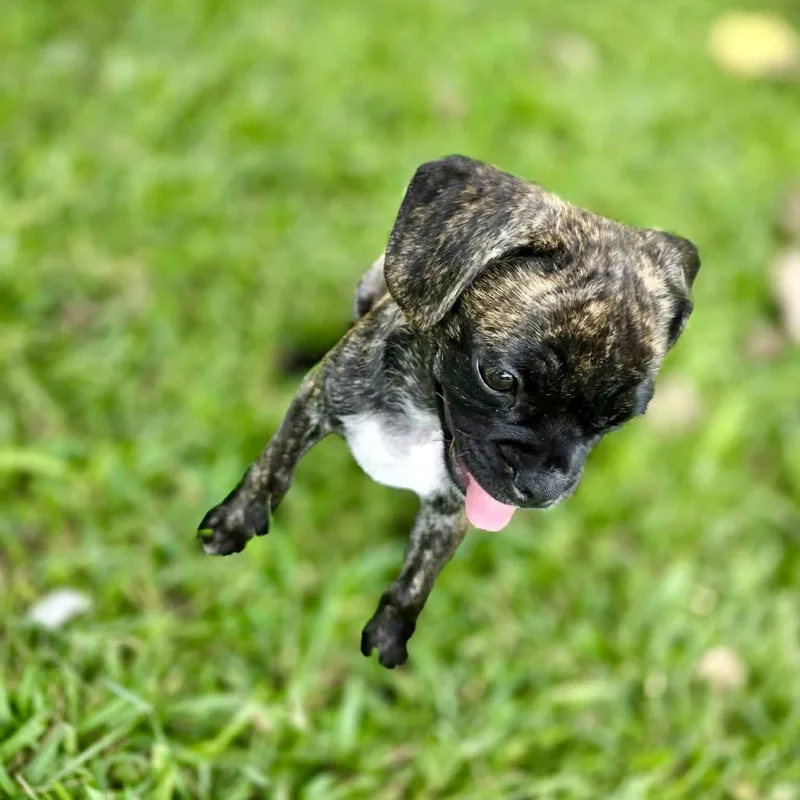 Strudel thumbnail 4