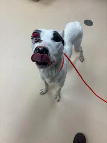 A young medium-sized male Dogo Argentino dog named Mistle for adoption in Olivette, MO