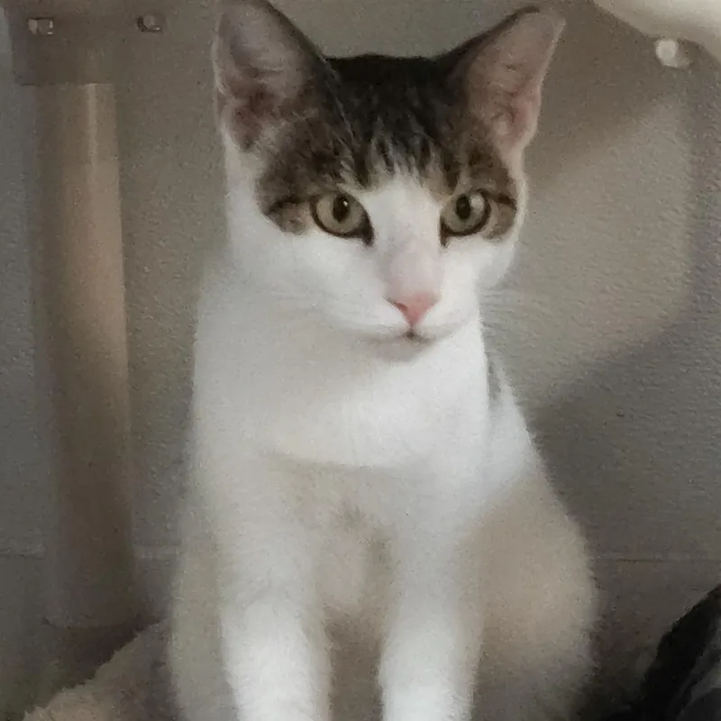 An adult small-sized male Brown / Chocolate Domestic Short Hair cat named Bud for adoption in Sarasota, FL