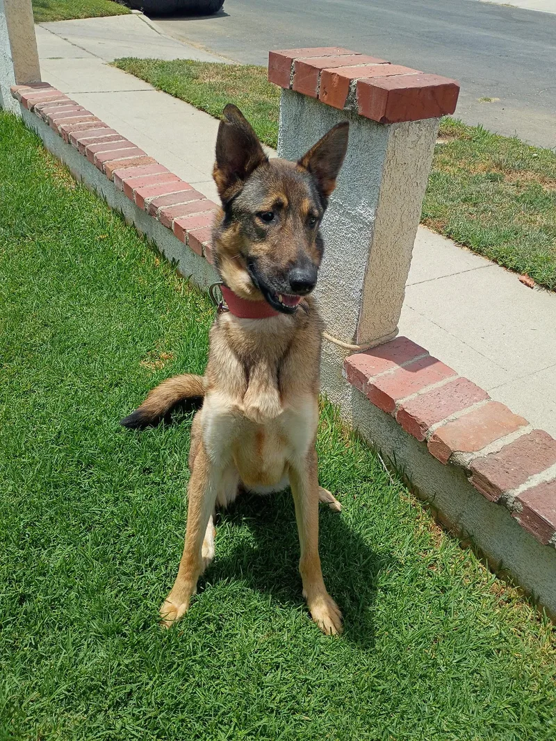 An adult large-sized female Sable Shepherd dog named Bambi for adoption in Frazier Park, CA