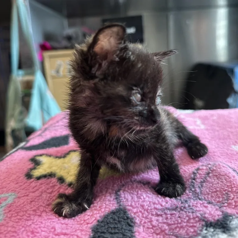 A baby small-sized female Tortoiseshell Domestic Short Hair cat named Nesta for adoption in Los Angeles, CA