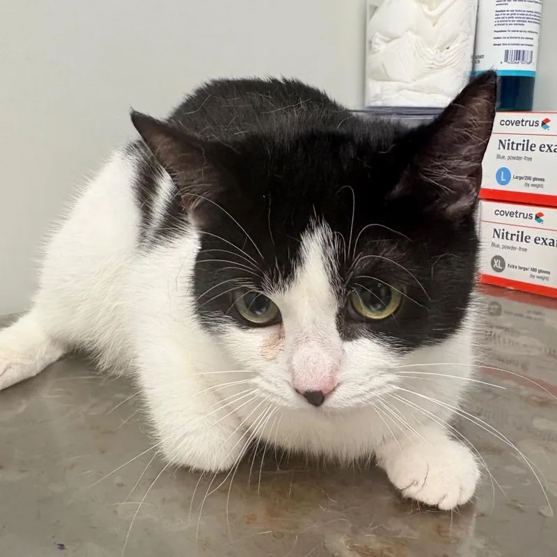 A young medium-sized female Black Domestic Short Hair cat named Maya for adoption in Concord, NC